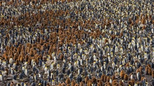 A nesting colony of king penguins in South Georgia, Antarctica (© Ralph Lee Hopkins/National Geographic/Offset) Bing Everyday Wallpaper 2020-04-02
/tmp/UploadBetaeYTQtf [Bing Everyday Wall Paper 2020-04-02] url = http://www.bing.com/th?id=OHR.CensusDay_EN-US9512023842_1920x1080.jpg

File Size (KB): 328.1 KB
Last Modified: November 26 2021 18:35:58
