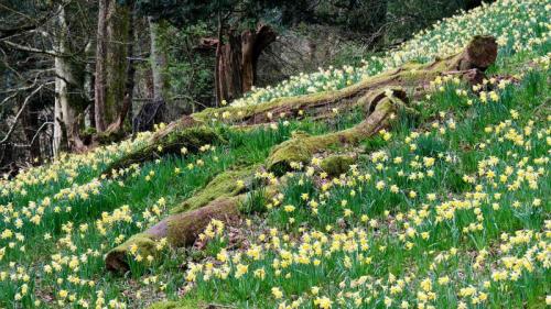 Daffodils in Dora’s Field, Rydal, Lake District (© Simon Whaley Landscapes/Alamy Stock Photo) Bing Everyday Wallpaper 2020-04-07
/tmp/UploadBetarAX37S [Bing Everyday Wall Paper 2020-04-07] url = http://www.bing.com/th?id=OHR.WordsworthDaffodils_EN-GB1458624048_1920x1080.jpg

File Size (KB): 326.82 KB
Last Modified: November 26 2021 18:36:01
