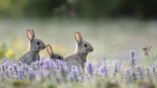 Junge Wildkaninchen (© Remy Courseaux/Minden Pictures) Bing Everyday Wallpaper 2020-04-12
/tmp/UploadBetazhcMJL [Bing Everyday Wall Paper 2020-04-12] url = http://www.bing.com/th?id=OHR.EuropeanRabbits_DE-DE0147515830_1920x1080.jpg

File Size (KB): 325.51 KB
Last Modified: November 26 2021 18:35:59
