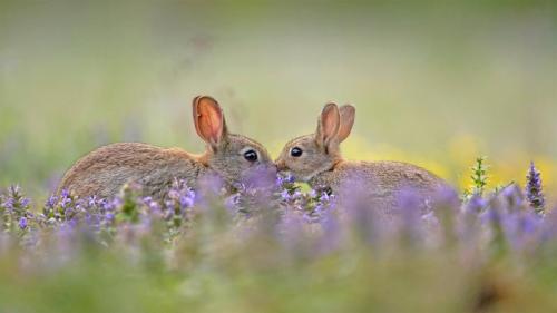 European rabbit kit greeting its parent, France (© Remy Courseaux/Minden Pictures) Bing Everyday Wallpaper 2020-04-13
/tmp/UploadBetaFSNl82 [Bing Everyday Wall Paper 2020-04-13] url = http://www.bing.com/th?id=OHR.EuropeanRabbitGreeting_EN-US6522640634_1920x1080.jpg

File Size (KB): 319.97 KB
Last Modified: November 26 2021 18:35:59
