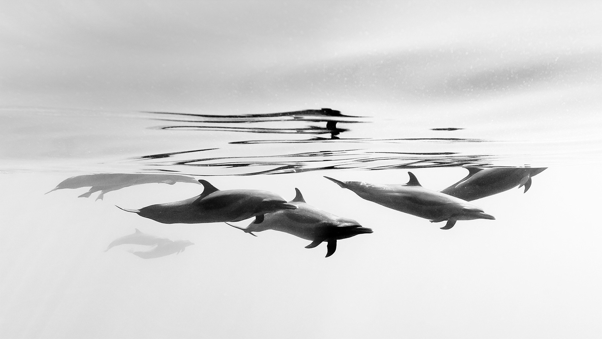 伊斯塔帕海岸的热带斑海豚，墨西哥 (© Christian Vizl/Tandem Stills + Motion) Bing Everyday Wallpaper 2020-04-14, V1lT5N [Bing Everyday Wall Paper 2020-04-14] url = http://www.bing.com/th?id=OHR.BWFlipper_ZH-CN1813139386_1920x1080.jpg