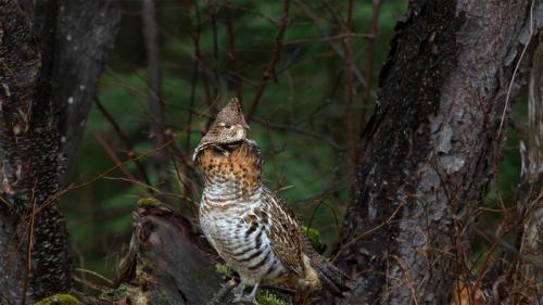 Ruffed grouse in Algonquin Provincial Park, Ontario, Canada (© Jim Cumming/Getty Images) Bing Everyday Wallpaper 2020-04-18
/tmp/UploadBetayvml1a [Bing Everyday Wall Paper 2020-04-18] url = http://www.bing.com/th?id=OHR.AlgonquinGrouse_EN-US8719024446_1920x1080.jpg

File Size (KB): 312.52 KB
Last Modified: November 26 2021 18:36:03
