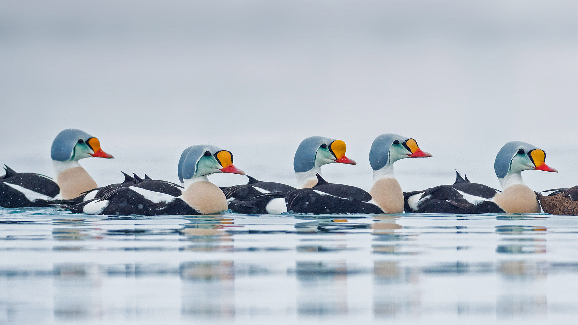 正在游水的雄性王绒鸭，挪威特罗姆斯-芬马克郡 (© Pal Hermansen/Minden Pictures) Bing Everyday Wallpaper 2020-04-23, Rbgvzj [Bing Everyday Wall Paper 2020-04-23] url = http://www.bing.com/th?id=OHR.KingEider_ZH-CN3559595357_1920x1080.jpg