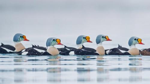 正在游水的雄性王绒鸭，挪威特罗姆斯-芬马克郡 (© Pal Hermansen/Minden Pictures) Bing Everyday Wallpaper 2020-04-23
/tmp/UploadBetaRbgvzj [Bing Everyday Wall Paper 2020-04-23] url = http://www.bing.com/th?id=OHR.KingEider_ZH-CN3559595357_1920x1080.jpg

File Size (KB): 304.36 KB
Last Modified: November 26 2021 18:36:03
