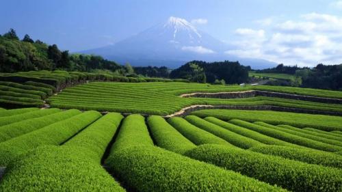 ｢富士山と茶畑｣静岡 (© Hiroshi Ichikawa/Shutterstock) Bing Everyday Wallpaper 2020-05-01
/tmp/UploadBetaTaHvmI [Bing Everyday Wall Paper 2020-05-01] url = http://www.bing.com/th?id=OHR.FujiCha_JA-JP1928699463_1920x1080.jpg

File Size (KB): 326.52 KB
Last Modified: November 26 2021 18:36:39
