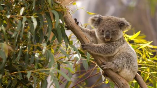 An Australian koala perched in a gum tree overlooking the scenery (© juuce/Getty Images) Bing Everyday Wallpaper 2020-05-03
/tmp/UploadBeta31EPhT [Bing Everyday Wall Paper 2020-05-03] url = http://www.bing.com/th?id=OHR.PerchedKoala_EN-AU7288262876_1920x1080.jpg

File Size (KB): 336.17 KB
Last Modified: November 26 2021 18:36:41
