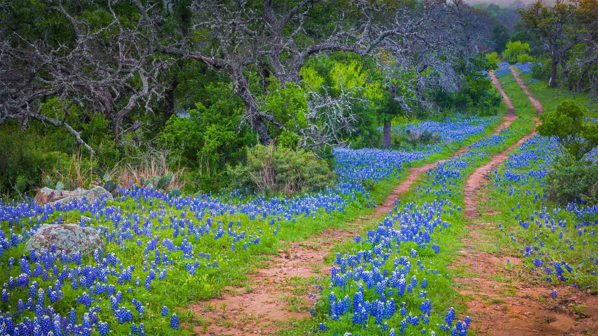 印克斯湖国家公园中的德克萨斯矢车菊，德克萨斯州 (© Inge Johnsson/Alamy) Bing Everyday Wallpaper 2020-05-07, IZZF6G [Bing Everyday Wall Paper 2020-05-07] url = http://www.bing.com/th?id=OHR.WildflowerWeek_ZH-CN4593499387_1920x1080.jpg