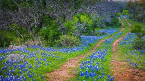 印克斯湖国家公园中的德克萨斯矢车菊，德克萨斯州 (© Inge Johnsson/Alamy) Bing Everyday Wallpaper 2020-05-07
/tmp/UploadBetaIZZF6G [Bing Everyday Wall Paper 2020-05-07] url = http://www.bing.com/th?id=OHR.WildflowerWeek_ZH-CN4593499387_1920x1080.jpg

File Size (KB): 315.74 KB
Last Modified: November 26 2021 18:36:40
