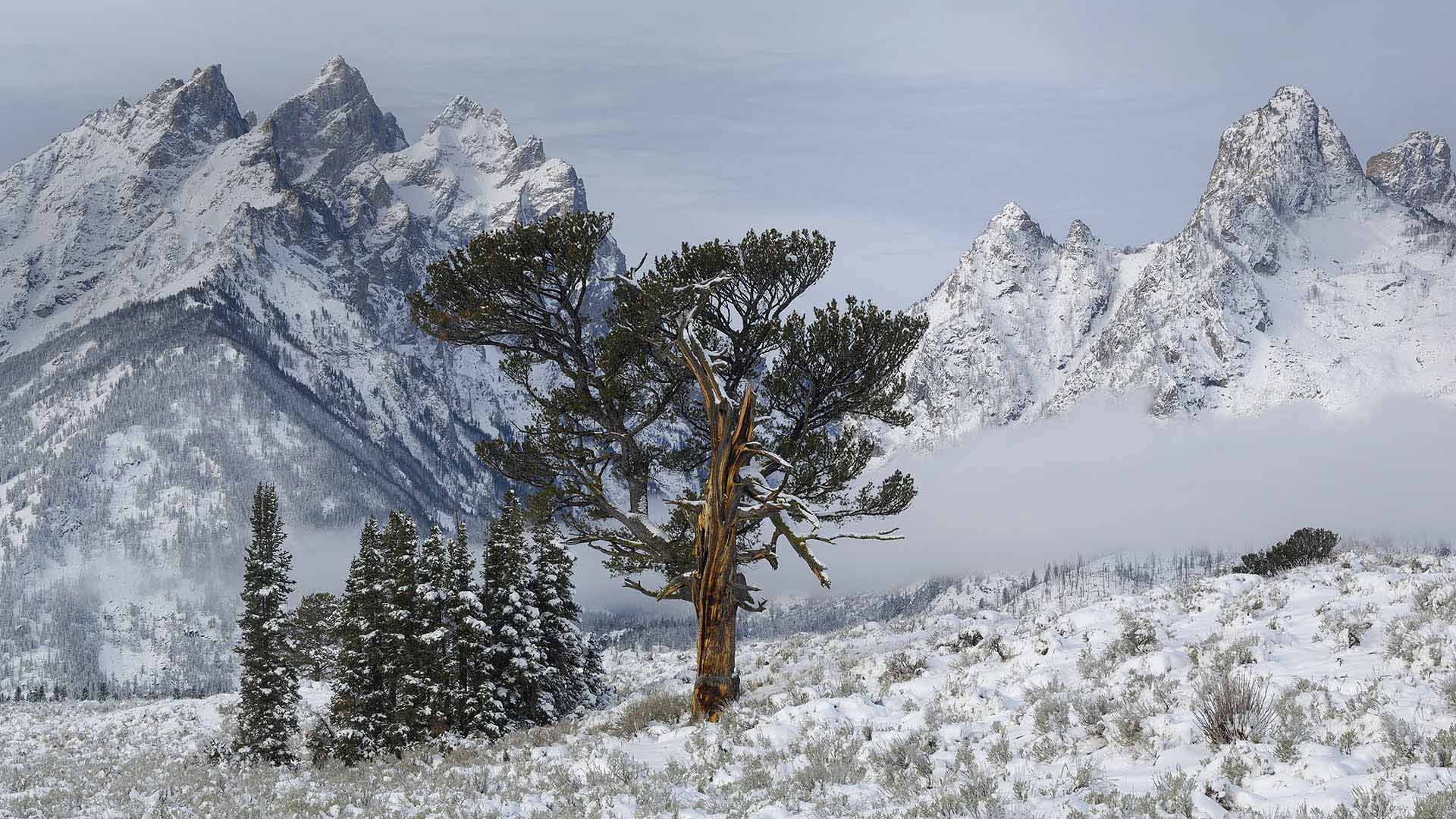 ｢長老の木｣米国ワイオミング州, グランドティトン国立公園 (© George Sanker/Minden Pictures) Bing Everyday Wallpaper 2020-05-08, 0lMIGl [Bing Everyday Wall Paper 2020-05-08] url = http://www.bing.com/th?id=OHR.OldPatriarchTree_JA-JP4379418058_1920x1080.jpg