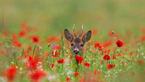 Roe deer (Capreolus capreolus) in meadow with poppies (© Arterra Picture Library/Alamy) Bing Everyday Wallpaper 2020-05-11
/tmp/UploadBetaQUKd55 [Bing Everyday Wall Paper 2020-05-11] url = http://www.bing.com/th?id=OHR.PoppyDeer_EN-GB2818390544_1920x1080.jpg

File Size (KB): 320.68 KB
Last Modified: November 26 2021 18:36:42
