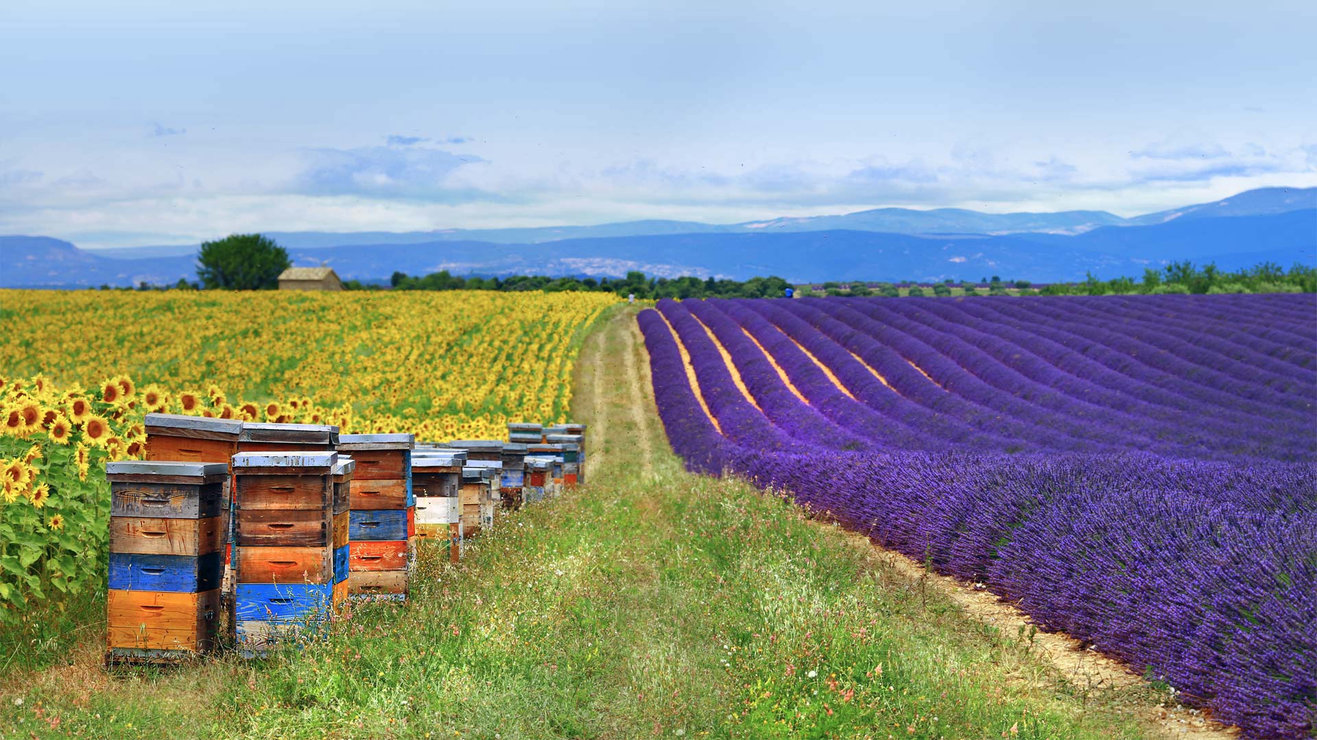 薰衣草田和蜂箱旁的向日葵地，法国普罗旺斯 (© leoks/Shutterstock) Bing Everyday Wallpaper 2020-05-20, ftRoE4 [Bing Everyday Wall Paper 2020-05-20] url = http://www.bing.com/th?id=OHR.LavenderBee_ZH-CN0499654521_1920x1080.jpg