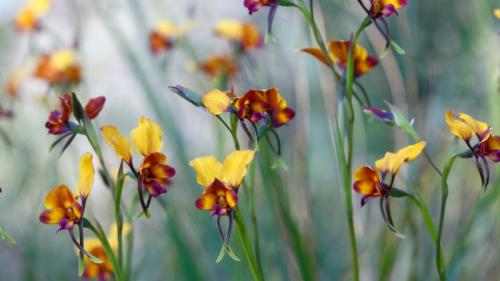 Pansy orchid (diuris magnifica) flowers in Kings Park, Perth (© Christian Ziegler/Minden Pictures) Bing Everyday Wallpaper 2020-05-25
/tmp/UploadBetat6TSsC [Bing Everyday Wall Paper 2020-05-25] url = http://www.bing.com/th?id=OHR.PansyOrchid_EN-AU3183258078_1920x1080.jpg

File Size (KB): 325.96 KB
Last Modified: November 26 2021 18:36:45
