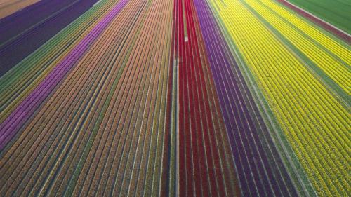 郁金香田鸟瞰图，德国萨克森-安哈尔特 (© Anke Scheibe/Westend61/offset by shutterstock) Bing Everyday Wallpaper 2020-05-25
/tmp/UploadBetaxGx0X8 [Bing Everyday Wall Paper 2020-05-25] url = http://www.bing.com/th?id=OHR.TulipFieldsDE_ZH-CN8685077552_1920x1080.jpg

File Size (KB): 329.9 KB
Last Modified: November 26 2021 18:36:46
