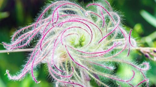 The long plumes of a three-flowered avens as it goes to seed (© Sunshine Haven Photo/Shutterstock) Bing Everyday Wallpaper 2020-05-25
/tmp/UploadBetaZWs5rU [Bing Everyday Wall Paper 2020-05-25] url = http://www.bing.com/th?id=OHR.OldManWhiskers_EN-GB0470797791_1920x1080.jpg

File Size (KB): 324.38 KB
Last Modified: November 26 2021 18:36:45
