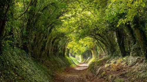 Halnaker tree tunnel near Chichester, West Sussex (© Lois GoBe/Shutterstock) Bing Everyday Wallpaper 2020-05-26
/tmp/UploadBeta2rGPev [Bing Everyday Wall Paper 2020-05-26] url = http://www.bing.com/th?id=OHR.HalnakerTrees_EN-GB6422131683_1920x1080.jpg

File Size (KB): 323.41 KB
Last Modified: November 26 2021 18:36:40
