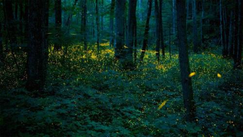 同步发光萤火虫照亮了大烟山国家公园中的森林 (© Floris van Breugel/Minden Pictures) Bing Everyday Wallpaper 2020-06-05
/tmp/UploadBetawurIHY [Bing Everyday Wall Paper 2020-06-05] url = http://www.bing.com/th?id=OHR.SynchronousFireflies_ZH-CN6323931412_1920x1080.jpg

File Size (KB): 326.36 KB
Last Modified: November 26 2021 18:37:49
