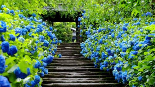 ｢明月院｣神奈川, 鎌倉 (© Aflo Relax/Masterfile) Bing Everyday Wallpaper 2020-06-11
/tmp/UploadBetaZcvpq9 [Bing Everyday Wall Paper 2020-06-11] url = http://www.bing.com/th?id=OHR.KamakuraAjisai_JA-JP3234085506_1920x1080.jpg

File Size (KB): 317.47 KB
Last Modified: November 26 2021 18:37:50
