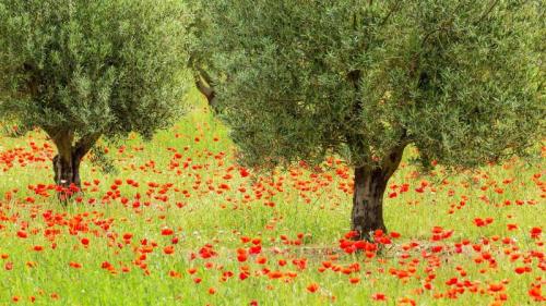Olive trees and poppies in Luberon Regional Nature Park, France (© Hemis/Alamy) Bing Everyday Wallpaper 2020-06-12
/tmp/UploadBetapKLjDE [Bing Everyday Wall Paper 2020-06-12] url = http://www.bing.com/th?id=OHR.PoppiesAndTrees_ROW9994794392_1920x1080.jpg

File Size (KB): 317.56 KB
Last Modified: November 26 2021 18:37:47
