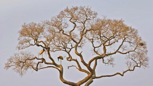 Jabiru storks in the Pantanal of Brazil (© Juan-Carlos Munoz/Minden Pictures) Bing Everyday Wallpaper 2020-06-14
/tmp/UploadBetaFimKwJ [Bing Everyday Wall Paper 2020-06-14] url = http://www.bing.com/th?id=OHR.JabiruStork_EN-AU8741804716_1920x1080.jpg

File Size (KB): 323.61 KB
Last Modified: November 26 2021 18:37:48
