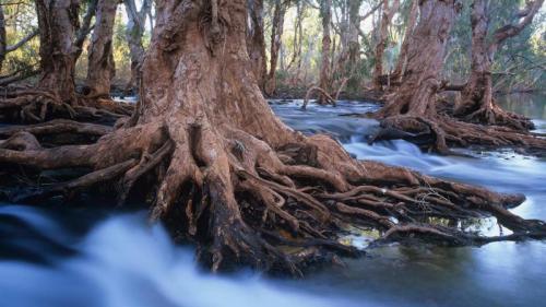 Melaleuca trees in a stream after cyclonic rainfall, Western Australia (© Ted Mead/Getty Images) Bing Everyday Wallpaper 2020-06-15
/tmp/UploadBetau76XY1 [Bing Everyday Wall Paper 2020-06-15] url = http://www.bing.com/th?id=OHR.MelaleucaTrees_EN-AU5774226704_1920x1080.jpg

File Size (KB): 324.66 KB
Last Modified: November 26 2021 18:37:47
