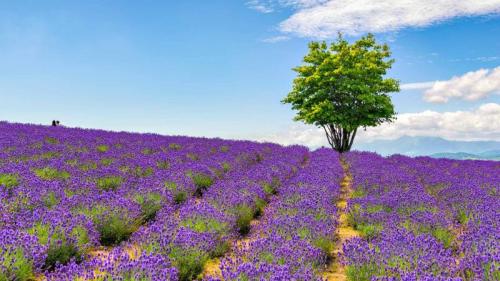 ｢日の出ラベンダー園｣北海道, 上富良野町 (© DoctorEgg/Getty Images) Bing Everyday Wallpaper 2020-06-29
/tmp/UploadBetaeyUa8z [Bing Everyday Wall Paper 2020-06-29] url = http://www.bing.com/th?id=OHR.HinodeFarm__JA-JP0258343725_1920x1080.jpg

File Size (KB): 308.93 KB
Last Modified: November 26 2021 18:37:45
