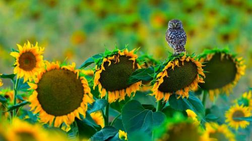 栖息在向日葵上的一只小猫头鹰，西班牙加的斯 (© Andres M. Dominguez/Minden Pictures) Bing Everyday Wallpaper 2020-07-04
/tmp/UploadBetadpOoyv [Bing Everyday Wall Paper 2020-07-04] url = http://www.bing.com/th?id=OHR.OwlSunflowers_ZH-CN8154999485_1920x1080.jpg

File Size (KB): 292.53 KB
Last Modified: November 26 2021 18:36:46
