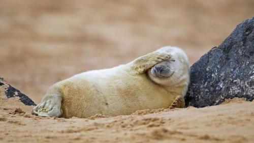 在沙滩上休息的灰海豹幼崽，英国Blakeney Point自然保护区 (© Kevin Sawford/Getty Images) Bing Everyday Wallpaper 2020-07-08
/tmp/UploadBetal6vvVg [Bing Everyday Wall Paper 2020-07-08] url = http://www.bing.com/th?id=OHR.NorfolkPups_ZH-CN0794024596_1920x1080.jpg

File Size (KB): 330.1 KB
Last Modified: November 26 2021 18:36:50
