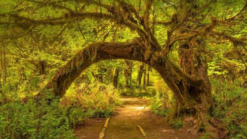 The Hoh Rainforest in Olympic National Park, Washington state, USA (© Jorge Romano/Offset by Shutterstock) Bing Everyday Wallpaper 2020-07-12
/tmp/UploadBetab8voci [Bing Everyday Wall Paper 2020-07-12] url = http://www.bing.com/th?id=OHR.SunnyRainforest_EN-AU5407108694_1920x1080.jpg

File Size (KB): 327.6 KB
Last Modified: November 26 2021 18:36:47
