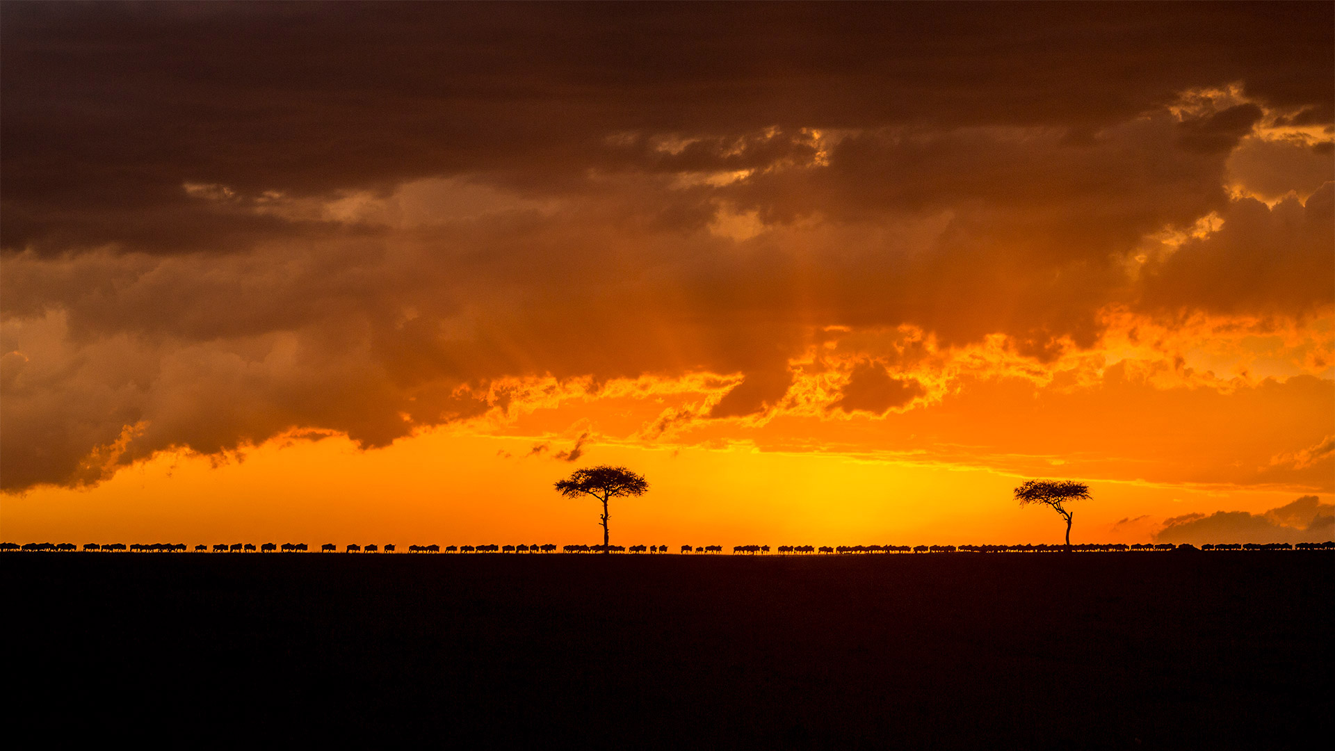 Wandernde Streifengnu-Herde im Sonnenuntergang, Masai Mara, Kenia (© Denis-Huot/Minden Pictures) Bing Everyday Wallpaper 2020-07-18, N7Bg4R [Bing Everyday Wall Paper 2020-07-18] url = http://www.bing.com/th?id=OHR.RedBlueWildebeest_DE-DE9724218870_1920x1080.jpg