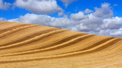 云下的麦田，西班牙巴利亚多利德 (© Carlos Javier García Prieto/EyeEm/Getty Images) Bing Everyday Wallpaper 2020-07-26
/tmp/UploadBeta4V0TqV [Bing Everyday Wall Paper 2020-07-26] url = http://www.bing.com/th?id=OHR.WheatCastilla_ZH-CN2814576294_1920x1080.jpg

File Size (KB): 327.05 KB
Last Modified: November 26 2021 18:36:49

