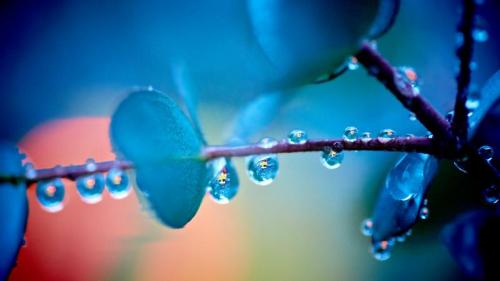 ｢雨上がりのユーカリの木｣広島 (© AFROG DESIGN UNIT/Getty Images) Bing Everyday Wallpaper 2020-08-01
/tmp/UploadBetakOMy4F [Bing Everyday Wall Paper 2020-08-01] url = http://www.bing.com/th?id=OHR.MizuNoHI_JA-JP0266601781_1920x1080.jpg

File Size (KB): 330.34 KB
Last Modified: November 26 2021 18:37:08
