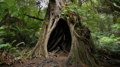 Hollow Tree on Maits Rest Rainforest Walk, Great Otway National Park, Victoria (© Jamie Lamb - elusive-images.co.uk/Getty Images) Bing Everyday Wallpaper 2020-08-02
/tmp/UploadBetaRKmBGz [Bing Everyday Wall Paper 2020-08-02] url = http://www.bing.com/th?id=OHR.HollowTree_EN-AU7284475523_1920x1080.jpg

File Size (KB): 329.28 KB
Last Modified: November 26 2021 18:37:05
