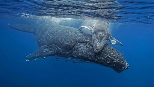 汤加海岸正要拥抱妈妈的小座头鲸 (© Biosphoto/Alamy) Bing Everyday Wallpaper 2020-08-07
/tmp/UploadBetaS6hIG0 [Bing Everyday Wall Paper 2020-08-07] url = http://www.bing.com/th?id=OHR.WhaleHug_ZH-CN4817763567_1920x1080.jpg

File Size (KB): 329.33 KB
Last Modified: November 26 2021 18:37:09
