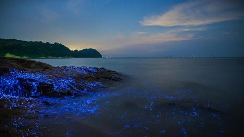 冈山沿岸的发光海洋萤火虫，日本 (© tdub_video/Getty Images) Bing Everyday Wallpaper 2020-08-11
/tmp/UploadBetafakOUk [Bing Everyday Wall Paper 2020-08-11] url = http://www.bing.com/th?id=OHR.SeaFireflies_ZH-CN5748822339_1920x1080.jpg

File Size (KB): 322.79 KB
Last Modified: November 26 2021 18:37:10
