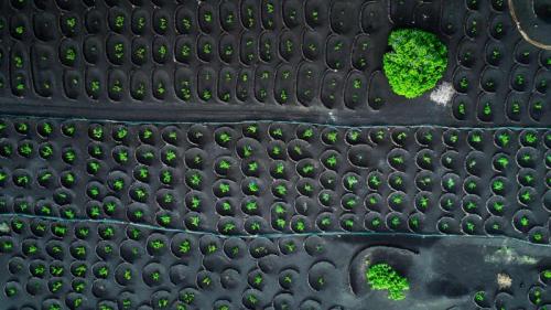 鸟瞰兰萨罗特岛的La Geria葡萄园，西班牙加那利群岛 (© Orbon Alija/Getty Images) Bing Everyday Wallpaper 2020-08-18
/tmp/UploadBetafFqaRi [Bing Everyday Wall Paper 2020-08-18] url = http://www.bing.com/th?id=OHR.LaGeria_ZH-CN7984061565_1920x1080.jpg

File Size (KB): 317.1 KB
Last Modified: November 26 2021 18:37:12
