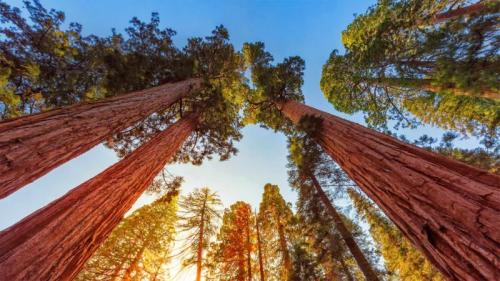 Riesenmammutbäume im Sequoia-Nationalpark und Kings-Canyon-Nationalpark, Kalifornien, USA (© lucky-photographer/Getty Images) Bing Everyday Wallpaper 2020-08-24
/tmp/UploadBetaIyuve7 [Bing Everyday Wall Paper 2020-08-24] url = http://www.bing.com/th?id=OHR.SequoiaSunlight_DE-DE8828196773_1920x1080.jpg

File Size (KB): 326.92 KB
Last Modified: November 26 2021 18:37:04
