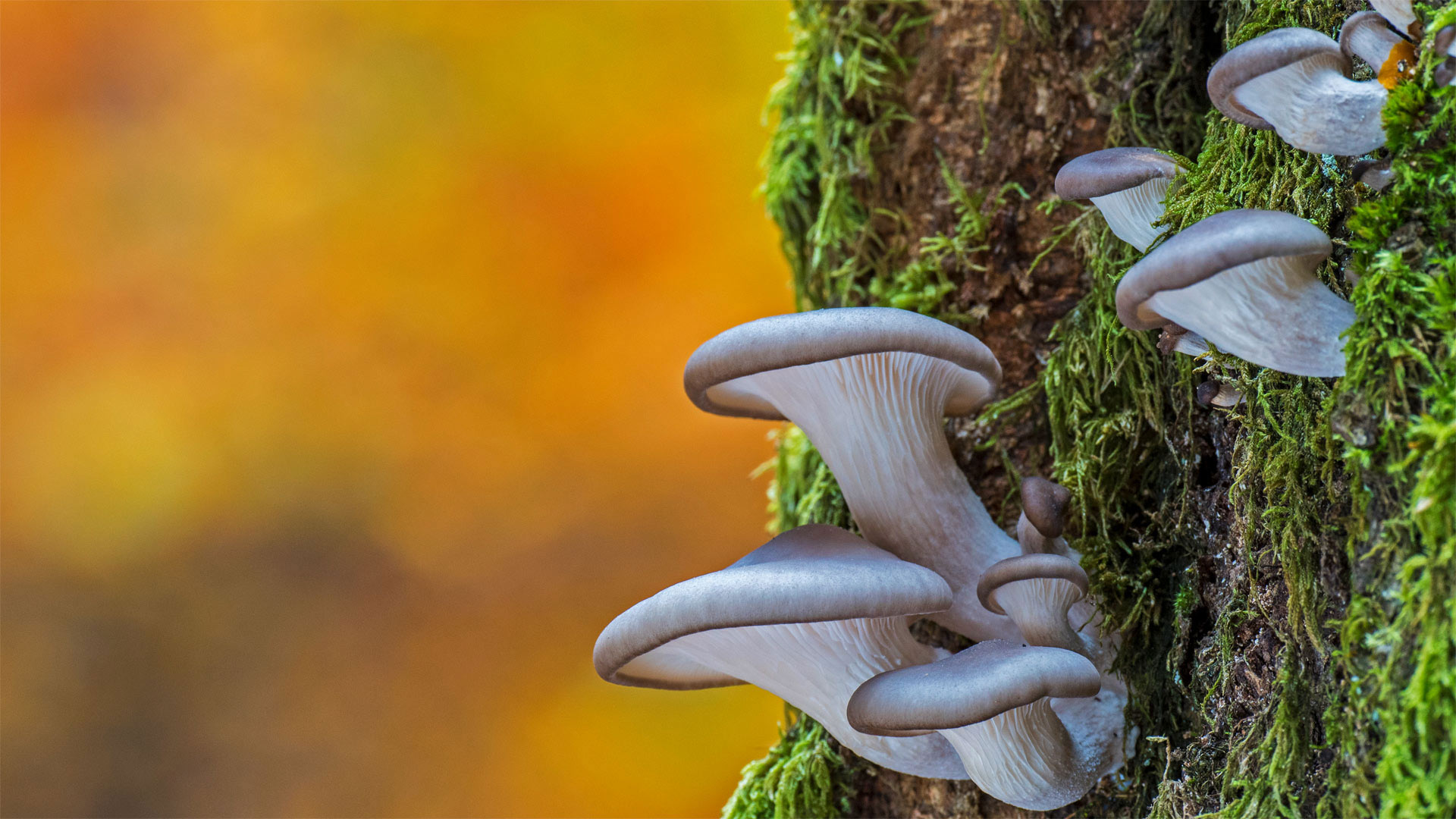 Oyster mushrooms in Belgium (© Philippe Clement/Minden Pictures) Bing Everyday Wallpaper 2020-08-31, k5DvCu [Bing Everyday Wall Paper 2020-08-31] url = http://www.bing.com/th?id=OHR.OysterMushroom_EN-AU1019882978_1920x1080.jpg