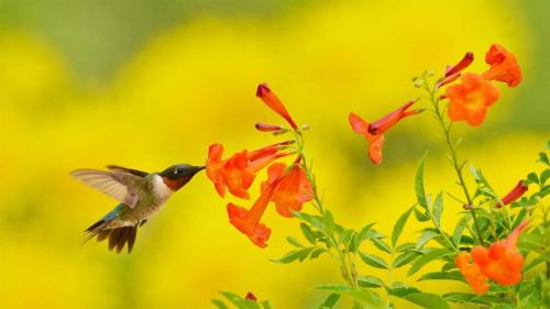 ｢ノドアカハチドリ」米国テキサス州, テキサス・ヒル・カントリー (© Rolf Nussbaumer/Danita Delimont) Bing Everyday Wallpaper 2020-09-13
/tmp/UploadBetakfETvh [Bing Everyday Wall Paper 2020-09-13] url = http://www.bing.com/th?id=OHR.YellowBells_JA-JP5279103965_1920x1080.jpg

File Size (KB): 325.1 KB
Last Modified: November 26 2021 18:37:39
