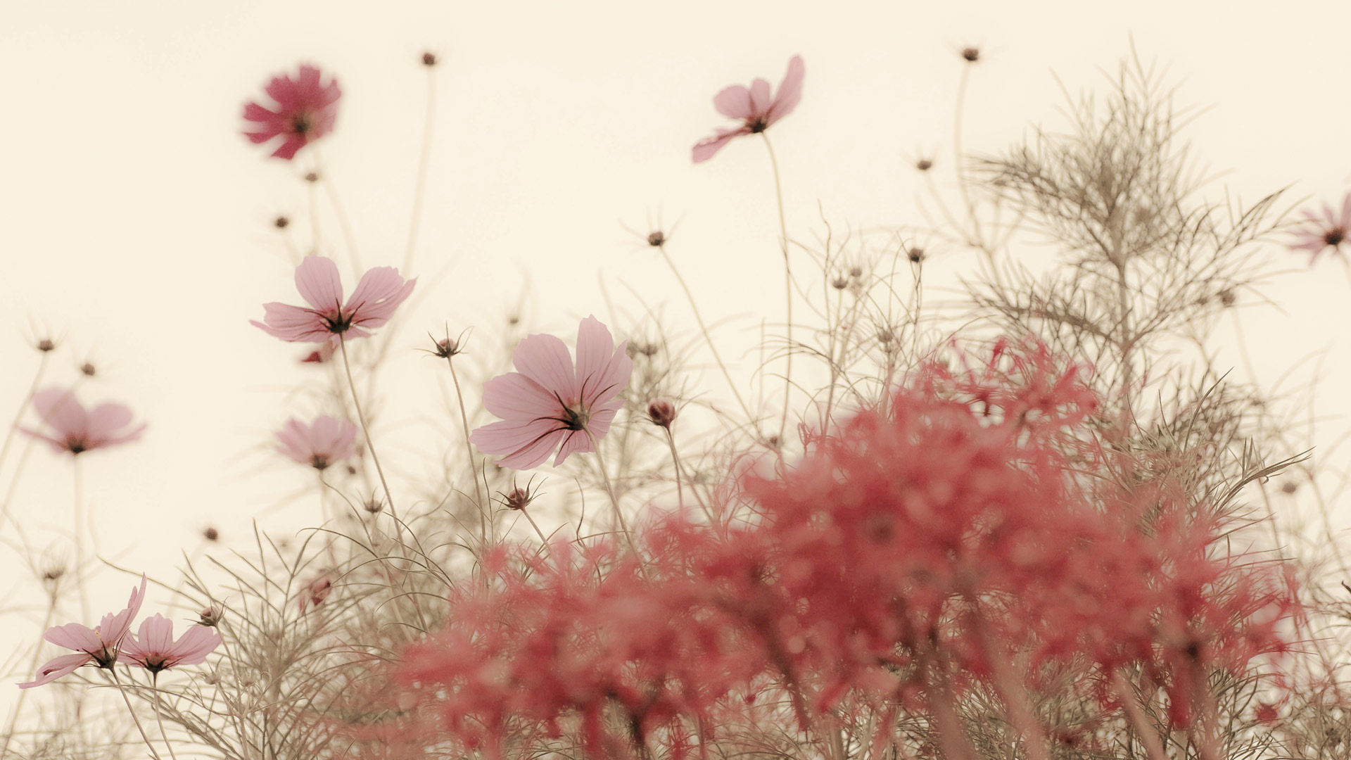 ｢秋のコスモス｣長崎 (© Kumiko Goto/Getty Images) Bing Everyday Wallpaper 2020-09-14, SOpJWP [Bing Everyday Wall Paper 2020-09-14] url = http://www.bing.com/th?id=OHR.Cosmosday_JA-JP0826515104_1920x1080.jpg