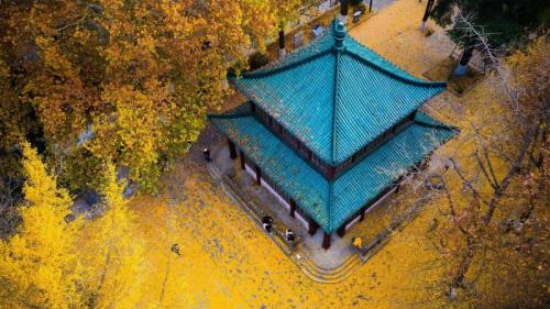 Golden ginkgo leaves at Xuanwu Lake Park in Nanjing, Jiangsu Province, China (© SIPA Asia/ZUMA Wire/Alamy) Bing Everyday Wallpaper 2020-09-17
/tmp/UploadBetapWA9eR [Bing Everyday Wall Paper 2020-09-17] url = http://www.bing.com/th?id=OHR.GoldenGinkgo_EN-AU1635582647_1920x1080.jpg

File Size (KB): 328.78 KB
Last Modified: November 26 2021 18:37:40
