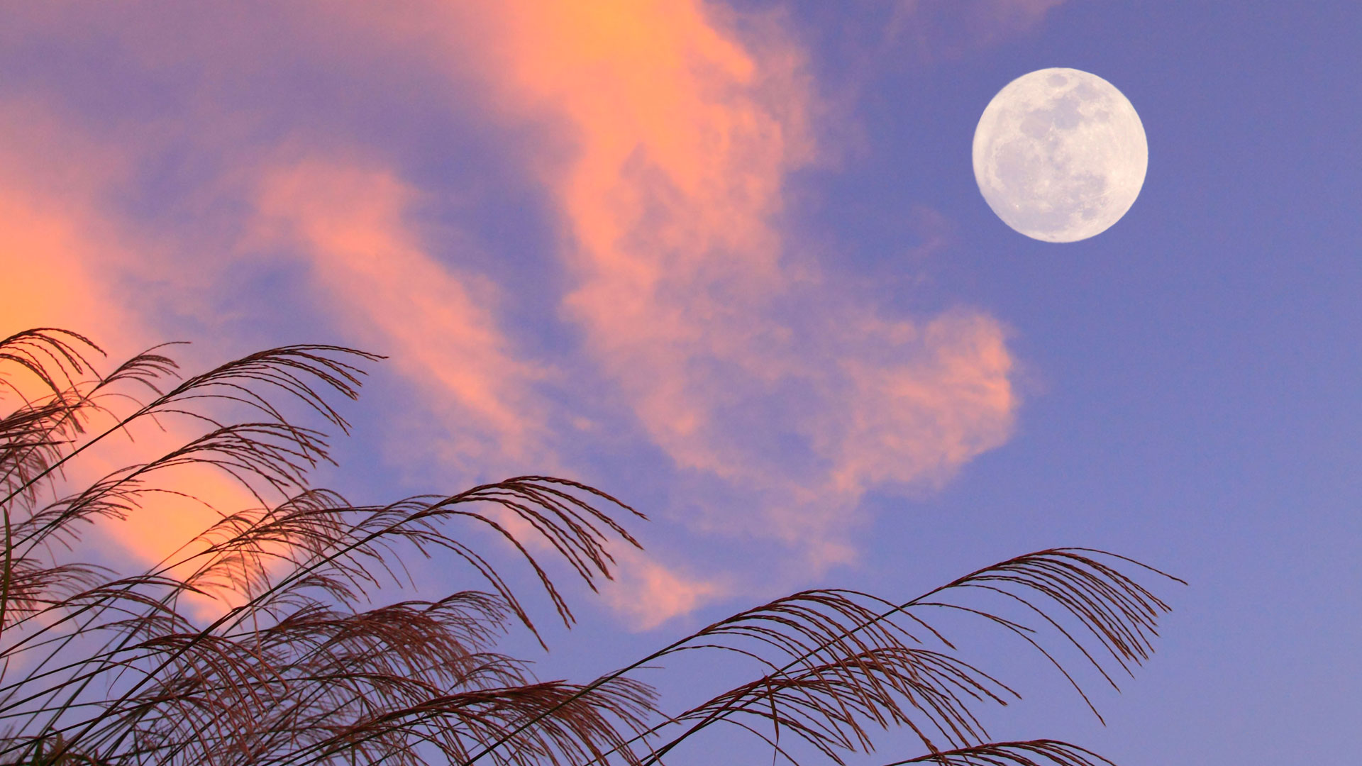 ｢満月｣ (© Aflo Co., Ltd/Alamy Stock Photo) Bing Everyday Wallpaper 2020-10-01, mmQ9Ni [Bing Everyday Wall Paper 2020-10-01] url = http://www.bing.com/th?id=OHR.Mangetsu_JA-JP8253068788_1920x1080.jpg