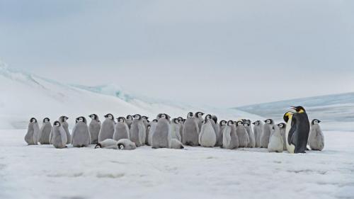 栖息在斯诺希尔岛的成年帝企鹅和幼崽，南极 (© Martin Ruegner/Getty Images) Bing Everyday Wallpaper 2020-10-05
/tmp/UploadBeta4JtHoo [Bing Everyday Wall Paper 2020-10-05] url = http://www.bing.com/th?id=OHR.PRookery_ZH-CN2608300981_1920x1080.jpg

File Size (KB): 255.09 KB
Last Modified: November 26 2021 18:37:21
