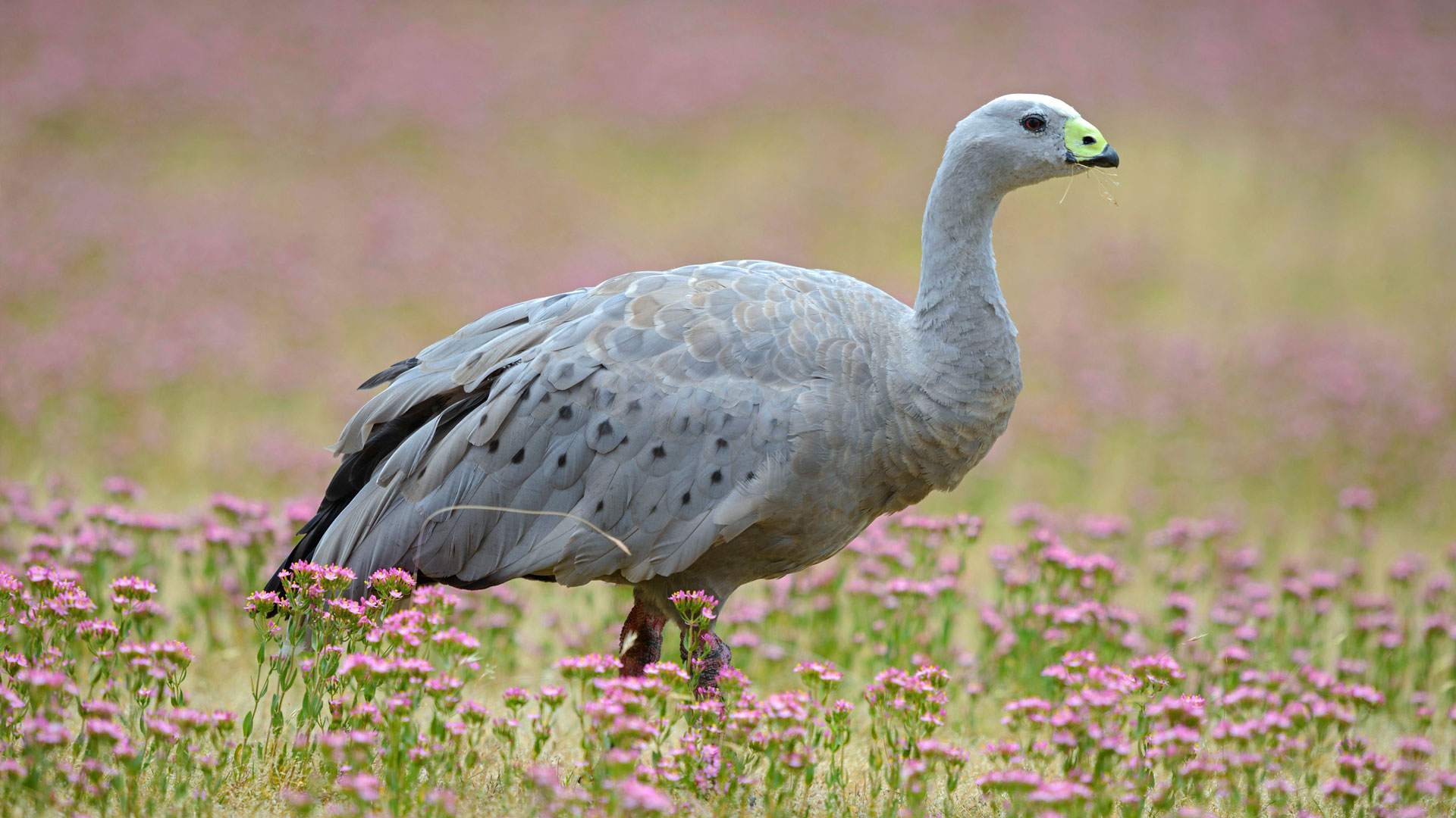 Cape Barren Goose (Cereopsis novaehollandiae) standing in a flowering meadow, Tasmania (© blickwinkel/Alamy Stock Photo) Bing Everyday Wallpaper 2020-10-07, E7agFZ [Bing Everyday Wall Paper 2020-10-07] url = http://www.bing.com/th?id=OHR.CapeBarren_EN-AU3578924830_1920x1080.jpg
