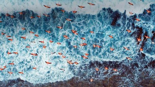 ｢ベニイロフラミンゴの渡り｣ベネズエラ, ロス・ロケス国立公園 (© Cristian Lourenco/Getty Images) Bing Everyday Wallpaper 2020-10-09
/tmp/UploadBetabisAYi [Bing Everyday Wall Paper 2020-10-09] url = http://www.bing.com/th?id=OHR.AmericanFlyer_JA-JP1490472582_1920x1080.jpg

File Size (KB): 327.66 KB
Last Modified: November 26 2021 18:37:23
