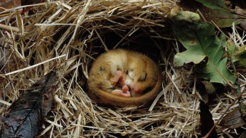 Hazel dormouse (Muscardinus avellanarius) hibernating (© Avalon/Photoshot License/Alamy Stock Photo) Bing Everyday Wallpaper 2020-10-20
/tmp/UploadBetaQG24hf [Bing Everyday Wall Paper 2020-10-20] url = http://www.bing.com/th?id=OHR.SleepingDormouse_EN-GB4283314854_1920x1080.jpg

File Size (KB): 322.06 KB
Last Modified: November 26 2021 18:37:22
