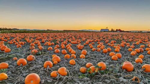不列颠哥伦比亚省的一块南瓜田，加拿大 (© James Chen/Shutterstock) Bing Everyday Wallpaper 2020-10-25
/tmp/UploadBeta32bdKK [Bing Everyday Wall Paper 2020-10-25] url = http://www.bing.com/th?id=OHR.BCPumpkins_ZH-CN7878617476_1920x1080.jpg

File Size (KB): 323 KB
Last Modified: November 26 2021 18:37:25
