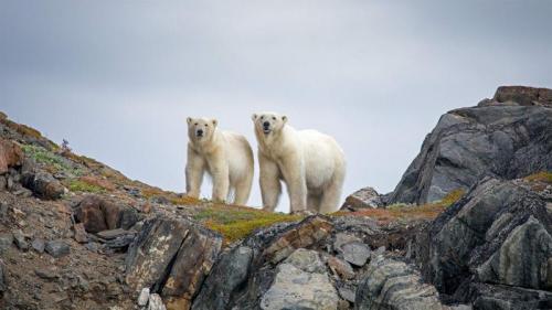 Polar bears in Torngat Mountains National Park, Canada (© Cavan Images/Offset by Shutterstock) Bing Everyday Wallpaper 2020-11-01
/tmp/UploadBetaoAWBP8 [Bing Everyday Wall Paper 2020-11-01] url = http://www.bing.com/th?id=OHR.TorngatsMt_EN-GB0885031747_1920x1080.jpg

File Size (KB): 324.23 KB
Last Modified: November 26 2021 18:37:30
