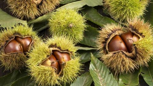 Chestnuts inside their husks (© Kai Keisuke/Shutterstock) Bing Everyday Wallpaper 2020-11-07
/tmp/UploadBetarHuvfp [Bing Everyday Wall Paper 2020-11-07] url = http://www.bing.com/th?id=OHR.EsskastanieD_EN-AU7799938484_1920x1080.jpg

File Size (KB): 331 KB
Last Modified: November 26 2021 18:37:31
