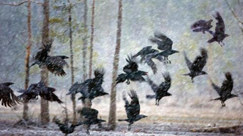 库赫莫附近暴风雪中的乌鸦，芬兰 (© Frans Lemmens/Alamy) Bing Everyday Wallpaper 2020-11-13
/tmp/UploadBetaJy5Gk7 [Bing Everyday Wall Paper 2020-11-13] url = http://www.bing.com/th?id=OHR.RavensSnow_ZH-CN0153928643_1920x1080.jpg

File Size (KB): 319.73 KB
Last Modified: November 26 2021 18:37:28
