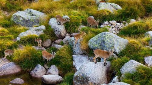Iberian ibex herd, Sierra de Gredos, Ávila, Castile and León, Spain (© Juan Carlos Munoz/Minden Pictures) Bing Everyday Wallpaper 2020-11-15
/tmp/UploadBetadlTbyV [Bing Everyday Wall Paper 2020-11-15] url = http://www.bing.com/th?id=OHR.IberianIbex_ROW4080608710_1920x1080.jpg

File Size (KB): 323.5 KB
Last Modified: November 26 2021 18:37:28
